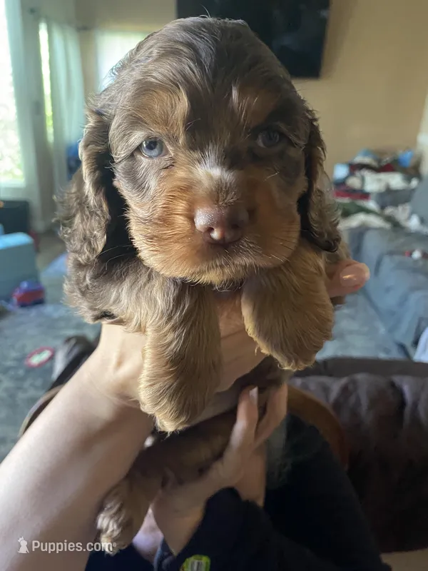 Pepper – Cocker Spaniel puppy for sale in Los Angeles, CA