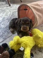 Pepper, a female Cocker Spaniel for sale in Los Angeles, CA – Photo 4 of 10
