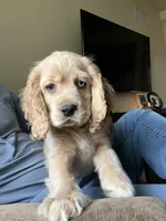Odin , a male Cocker Spaniel for sale in Los Angeles, CA – 2 of 3