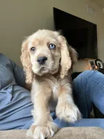 Odin , a male Cocker Spaniel for sale in Los Angeles, CA – 1 of 3