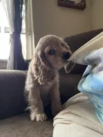 Odin , a male Cocker Spaniel for sale in Los Angeles, CA – 3 of 3