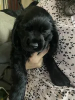 Billie, a female Cocker Spaniel for sale in Los Angeles, CA – Photo 4 of 5