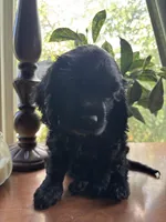 Billie, a female Cocker Spaniel for sale in Los Angeles, CA – Photo 5 of 5