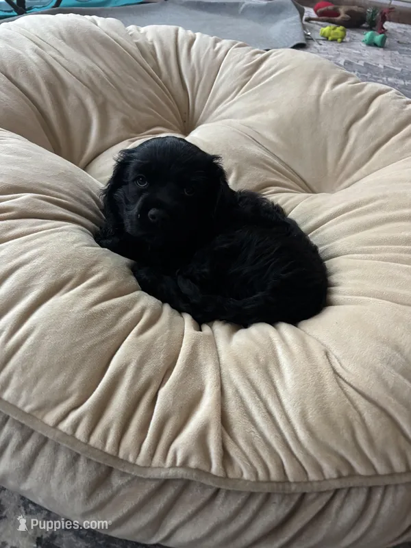 Billie – Cocker Spaniel puppy for sale in Los Angeles, CA