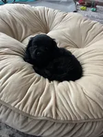 Billie, a female Cocker Spaniel for sale in Los Angeles, CA – Photo 1 of 5