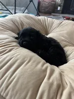 Billie, a female Cocker Spaniel for sale in Los Angeles, CA – Photo 2 of 5