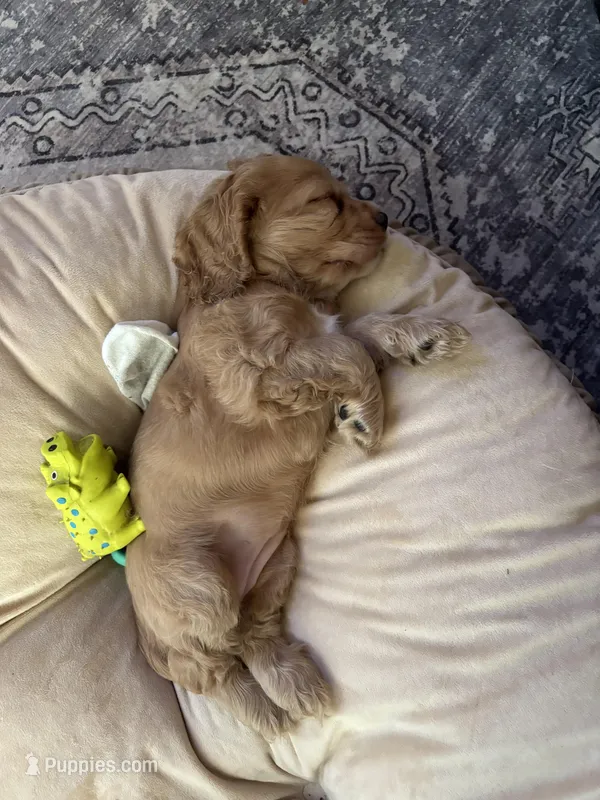 Bread  – Cocker Spaniel puppy for sale in Los Angeles, CA