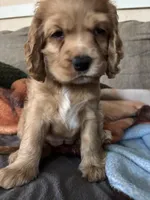 Bread , a female Cocker Spaniel for sale in Los Angeles, CA – Photo 2 of 5