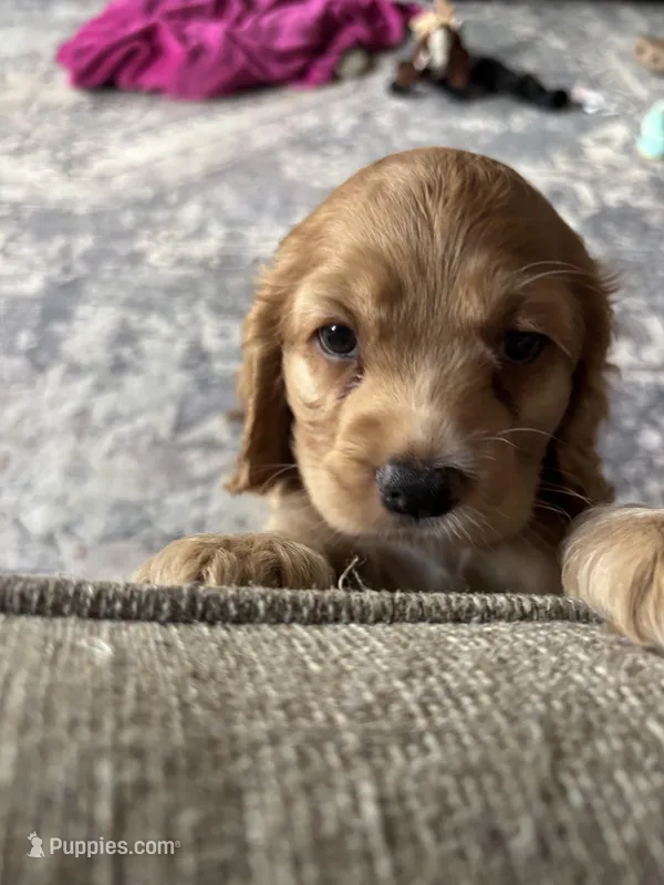 Bread & Butter  – Cocker Spaniel puppy for sale in Los Angeles, CA