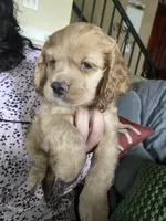 Bread & Butter , a female Cocker Spaniel for sale in Los Angeles, CA – Photo 2 of 5