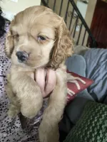 Bread & Butter , a female Cocker Spaniel for sale in Los Angeles, CA – Photo 1 of 5