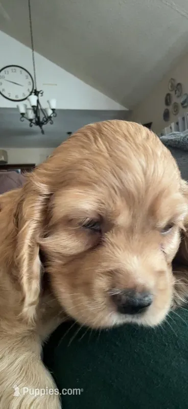 Bread 🍞 i – Cocker Spaniel puppy for sale in Los Angeles, CA