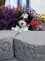 Cooper, a male Yorkshire Terrier for sale in Jones, OK – 2 of 2
