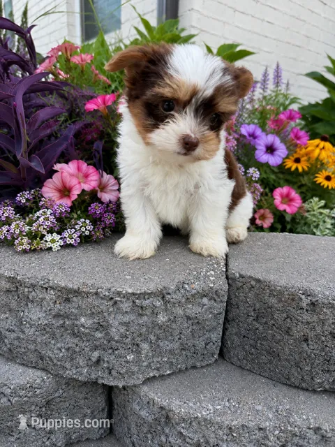 Cooper – Yorkshire Terrier puppy for sale in Jones, OK