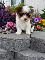 Cooper, a male Yorkshire Terrier for sale in Jones, OK – 1 of 2