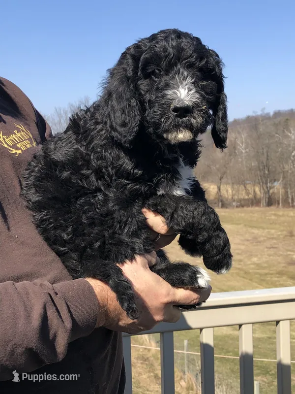 Pete, a male Goldendoodle for sale in Northumberland, PA – Photo 1 of 1