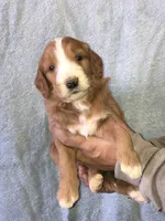 Phil, a male Goldendoodle for sale in Northumberland, PA – Photo 1 of 5