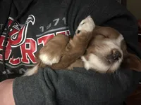 Phil, a male Goldendoodle for sale in Northumberland, PA – Photo 5 of 5