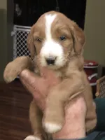 Phil, a male Goldendoodle for sale in Northumberland, PA – Photo 2 of 5