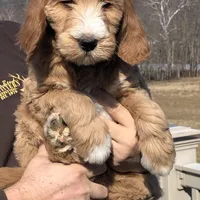 Petunia, a female Goldendoodle for sale in Northumberland, PA – Photo 2 of 3