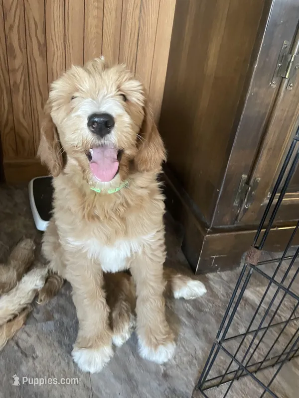 Petunia – Goldendoodle puppy for sale in Northumberland, PA