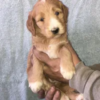 Petunia, a female Goldendoodle for sale in Northumberland, PA – Photo 3 of 3
