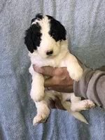 Phoebe , a female Goldendoodle for sale in Northumberland, PA – Photo 1 of 4