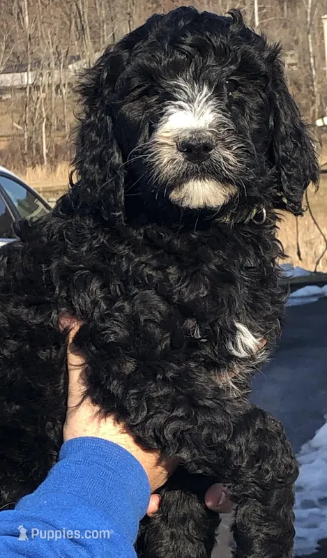 Priscilla, a female Goldendoodle for sale in Northumberland, PA – Photo 1 of 1