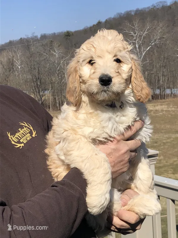 Paco , a male Goldendoodle for sale in Northumberland, PA – Photo 1 of 1