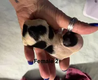 Bella (F-2), a female Yorkshire Terrier for sale in Pawtucket, RI – 3 of 3