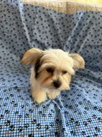 Nico, a male Shih Tzu and Yorkshire Terrier for sale in Pawtucket, RI – 3 of 9