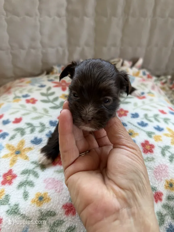 Bowie (B-4) – Yorkshire Terrier puppy for sale in Pawtucket, RI
