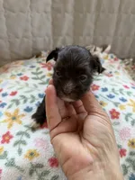 Bowie (B-4), a male Yorkshire Terrier for sale in Pawtucket, RI – 1 of 3