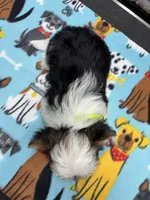 Nico, a male Yorkshire Terrier for sale in Pawtucket, RI – Photo 4 of 4