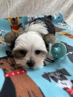 Nico, a male Yorkshire Terrier for sale in Pawtucket, RI – Photo 3 of 4