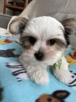 Nico, a male Yorkshire Terrier for sale in Pawtucket, RI – Photo 1 of 4