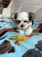 Nico, a male Yorkshire Terrier for sale in Pawtucket, RI – Photo 2 of 4