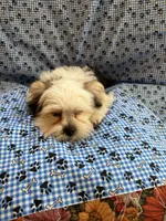 Nico, a male Shih Tzu and Yorkshire Terrier for sale in Pawtucket, RI – 2 of 9