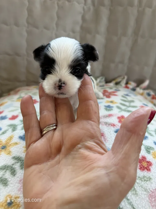 Bella (F-2) – Yorkshire Terrier puppy for sale in Pawtucket, RI