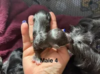 Bowie (B-4), a male Yorkshire Terrier for sale in Pawtucket, RI – 3 of 3