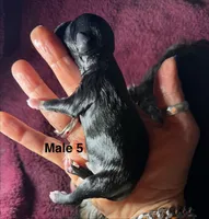 CoCo (B-5), a male Yorkshire Terrier for sale in Pawtucket, RI – 3 of 3