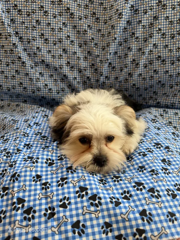 Nico – Shih Tzu, Yorkshire Terrier puppy for sale in Pawtucket, RI