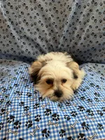 Nico, a male Shih Tzu and Yorkshire Terrier for sale in Pawtucket, RI – 1 of 9