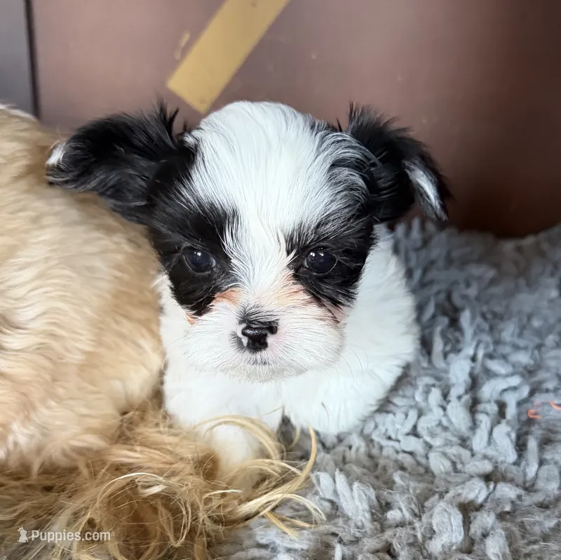 Bella  – Yorkshire Terrier puppy for sale in Pawtucket, RI