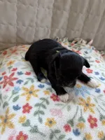 CoCo (B-5), a male Yorkshire Terrier for sale in Pawtucket, RI – 2 of 3