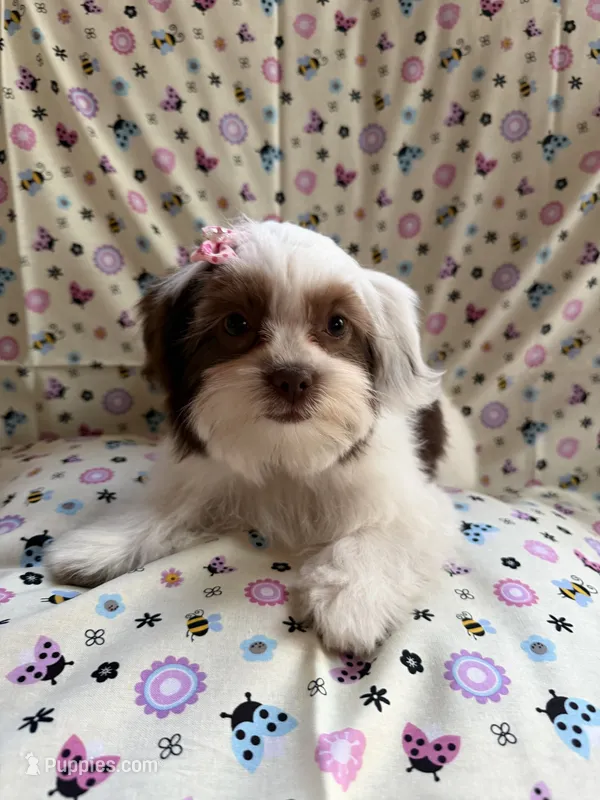 Princess – Yorkshire Terrier, Biewer puppy for sale in Pawtucket, RI