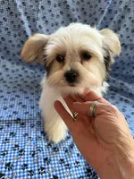 Nico, a male Shih Tzu and Yorkshire Terrier for sale in Pawtucket, RI – 4 of 9