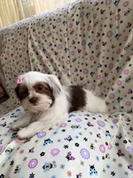 Princess, a female Yorkshire Terrier and Biewer for sale in Pawtucket, RI – 4 of 9