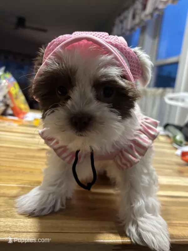 Princess – Shih Tzu, Yorkshire Terrier puppy for sale in Pawtucket, RI