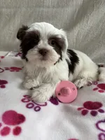 Princess, a female Yorkshire Terrier for sale in Pawtucket, RI – Photo 4 of 4